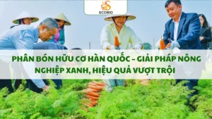 phan bon huu co han quoc