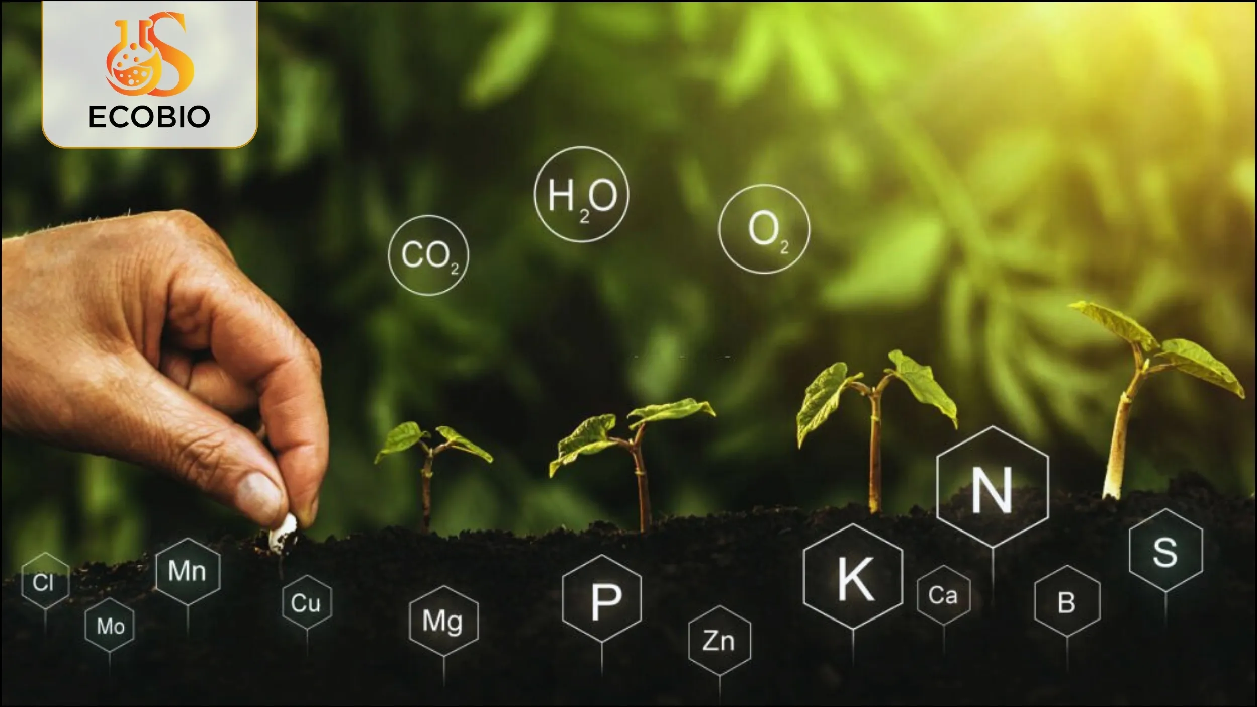 Phân Bón Hữu Cơ Vi Sinh Là Gì? Tổng Quan Và Ứng Dụng Trong Nông Nghiệp Hiện Đại 2 Phân bón hữu cơ vi sinh là gì?