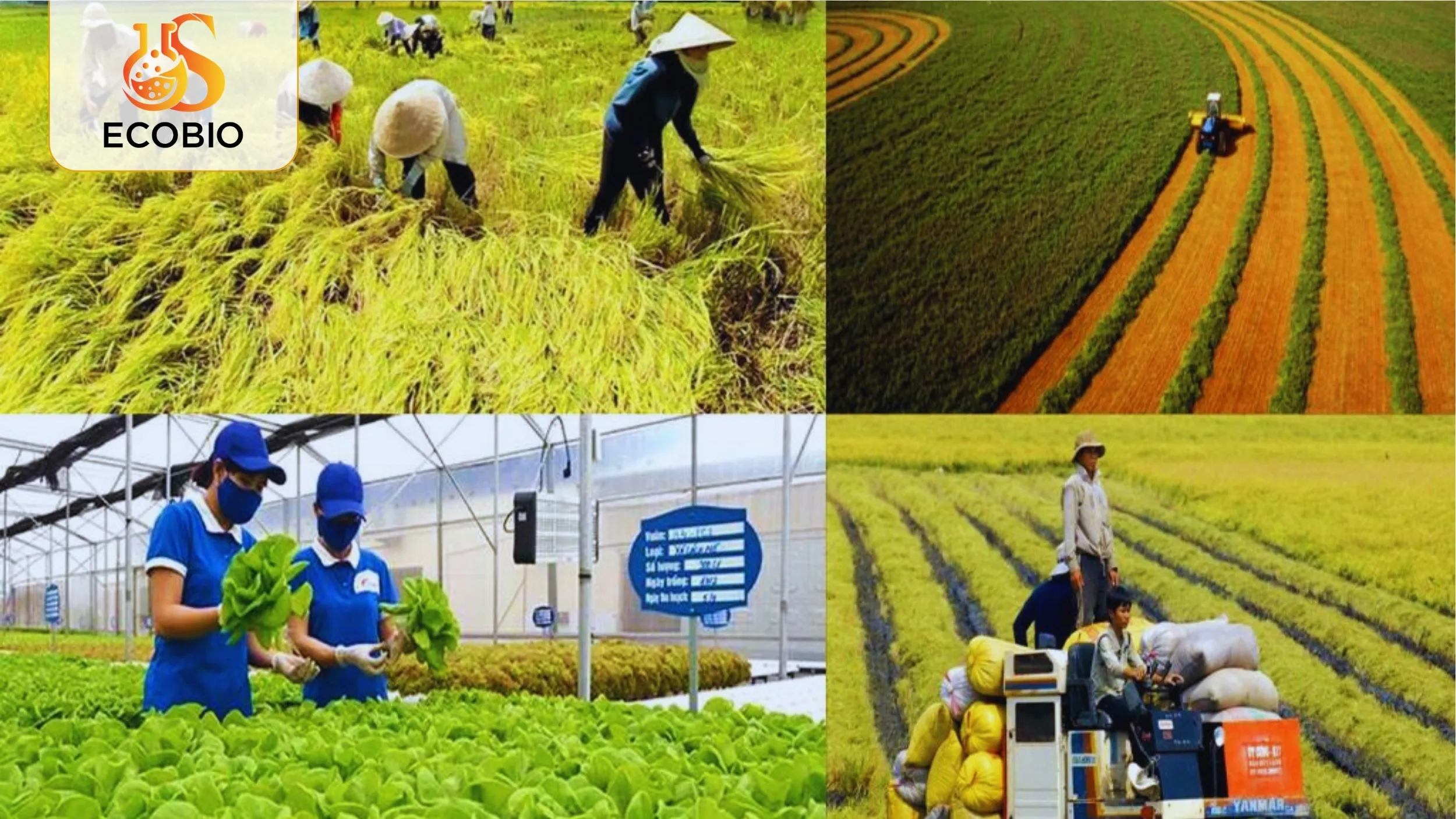 Phân Bón Sinh Học Hàn Quốc – Giải Pháp Hiệu Quả Cho Nông Nghiệp Sạch 2 Phân bón sinh học Hàn Quốc là gì?