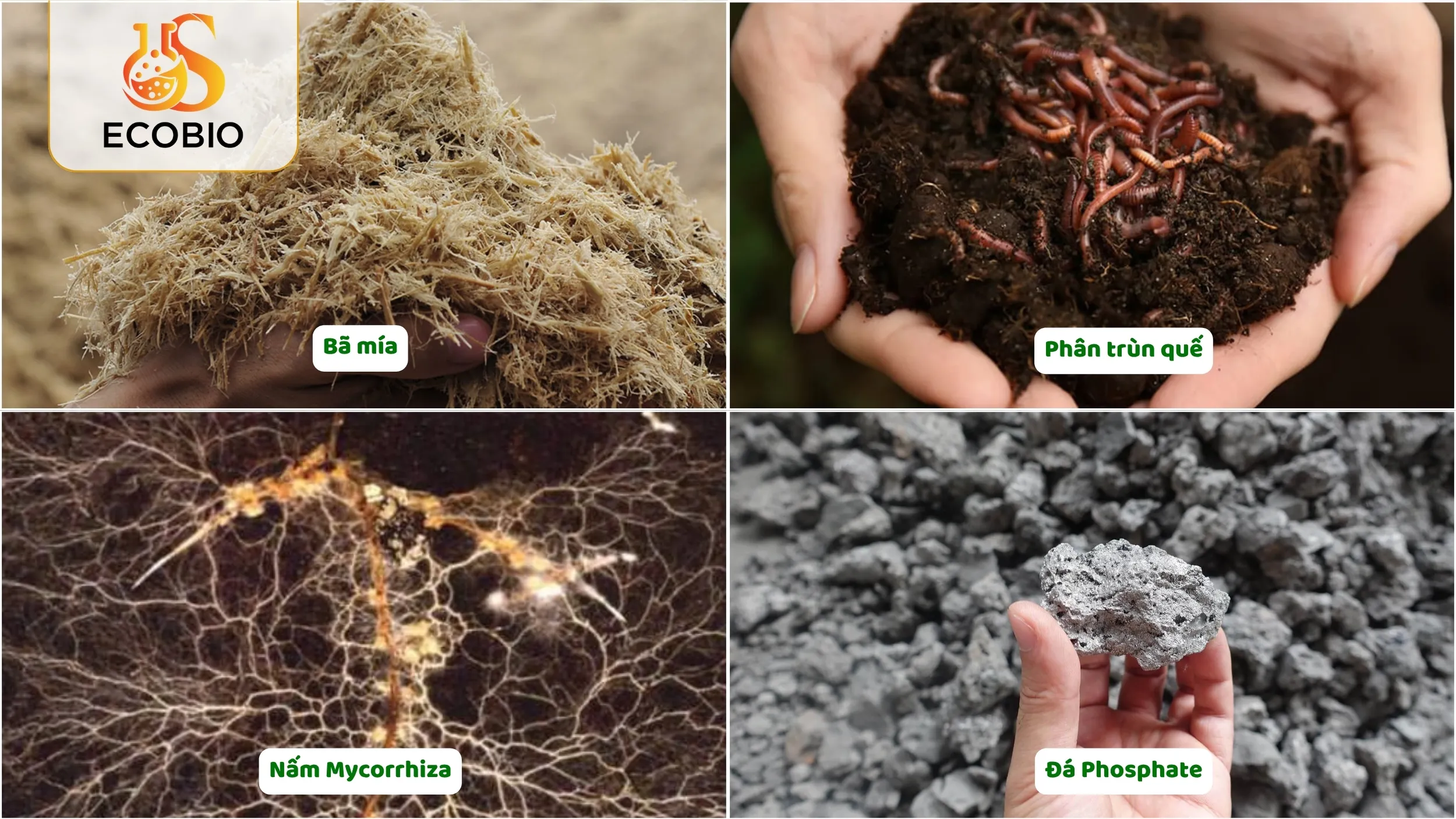 Các Loại Nguyên Liệu Hữu Cơ Sinh Học Phổ Biến