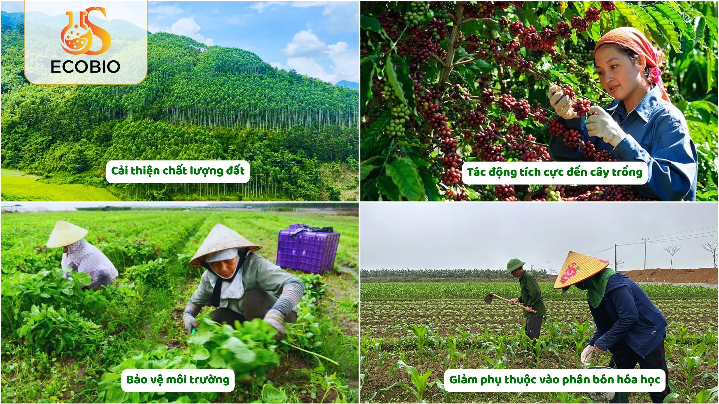 Ứng Dụng Thực Tiễn Của Nguyên Liệu Hữu Cơ Vi Sinh 