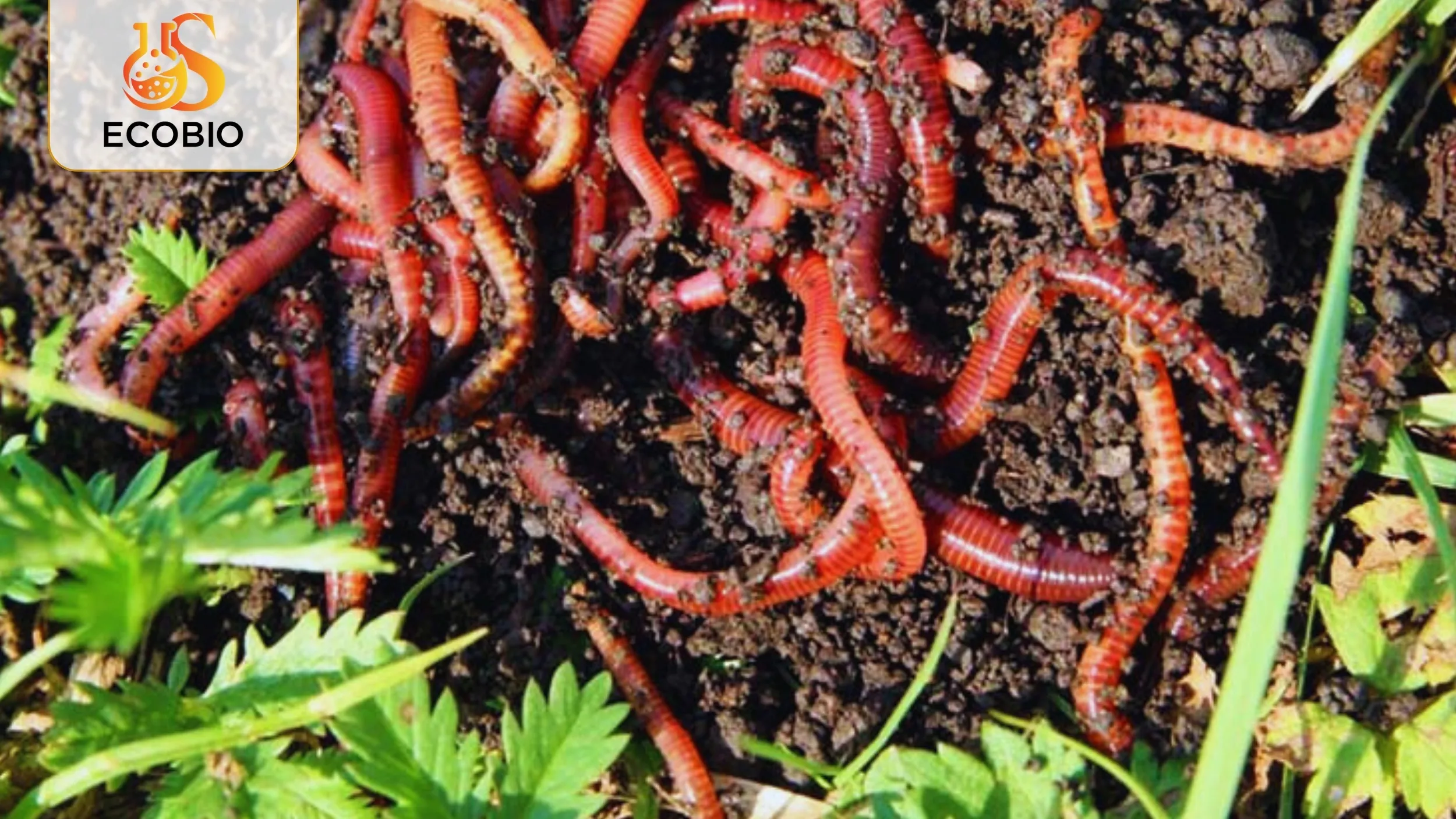 Nguyên Liệu Hữu Cơ Vi Sinh Là Gì?