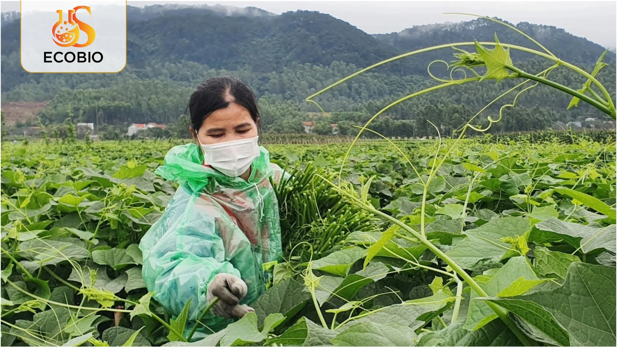 Vì Sao Nên Chọn Phân Bón Gốc Hữu Cơ Ecobio?