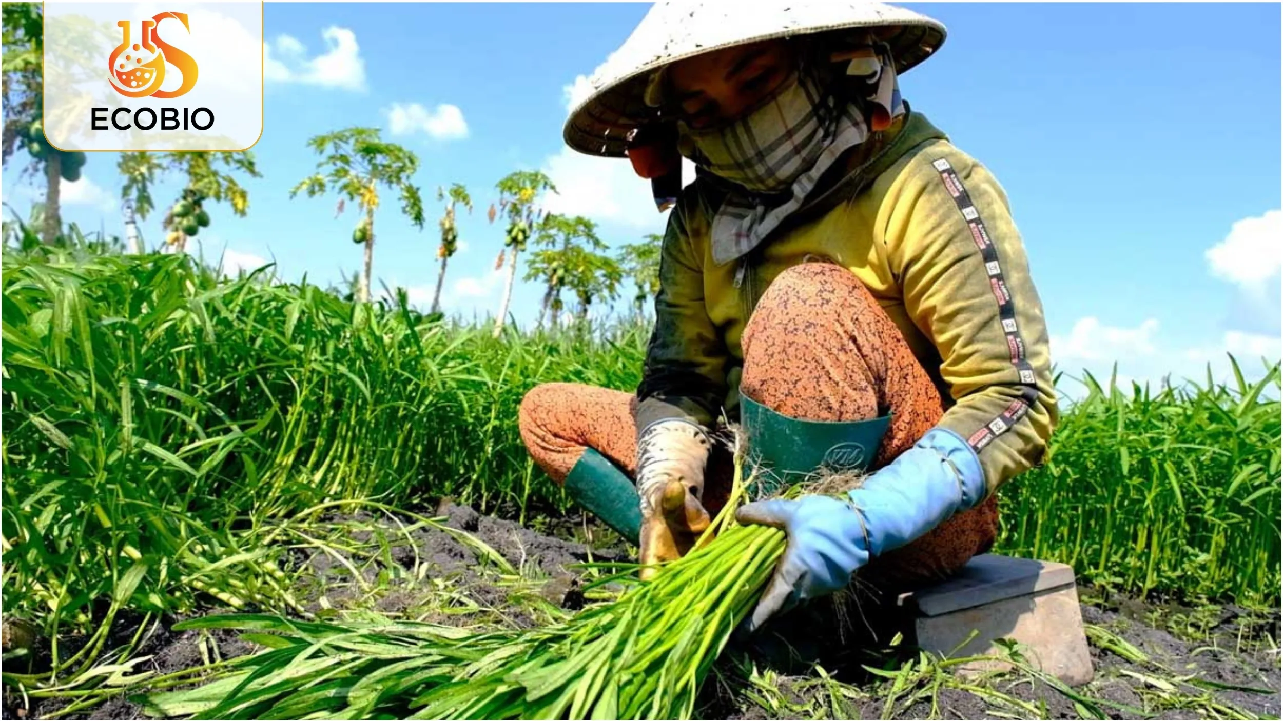 Phân Bón Gốc Hữu Cơ Vi Sinh Là Gì?