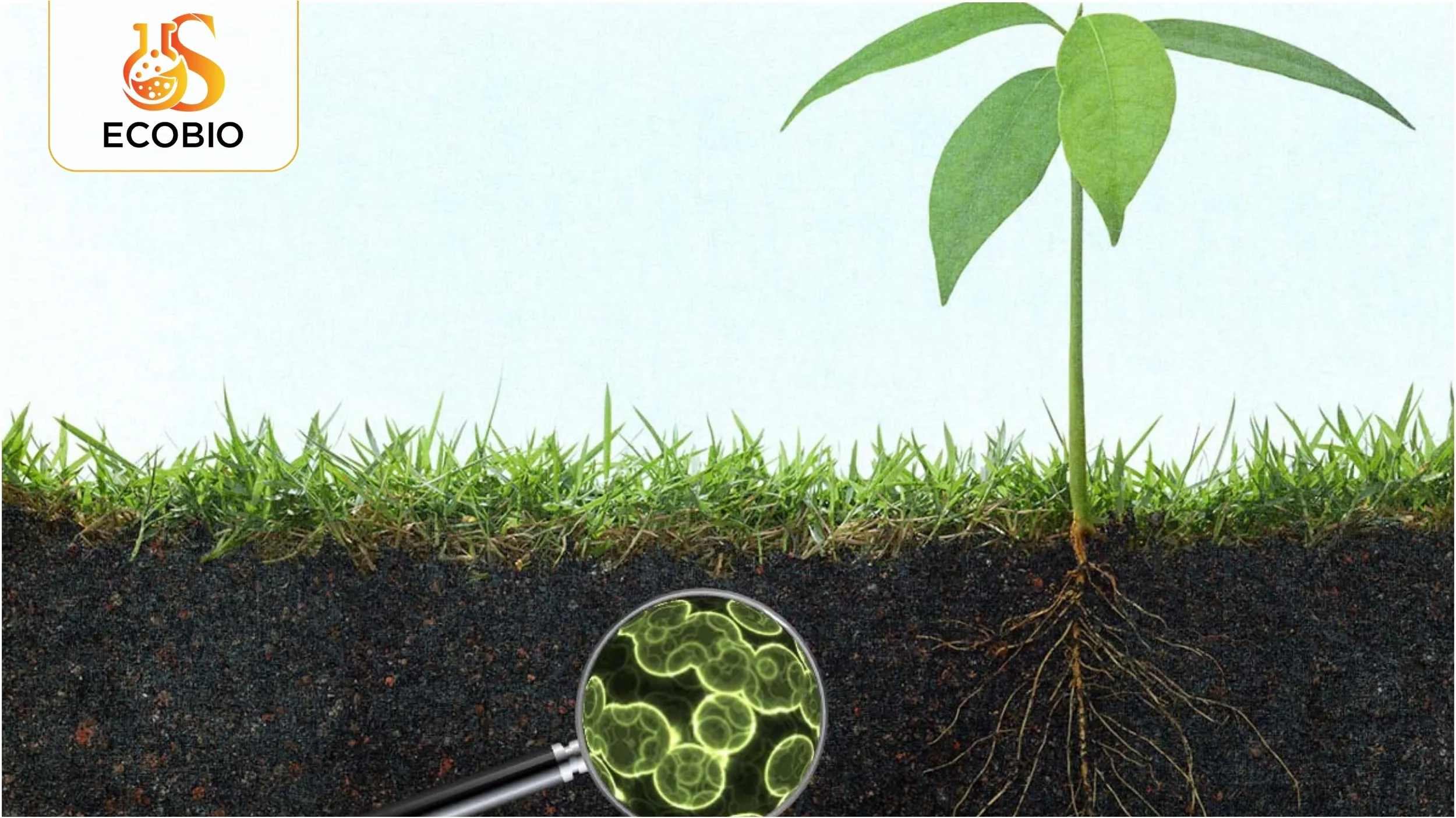 Phân Bón Lá Hữu Cơ Là Gì?