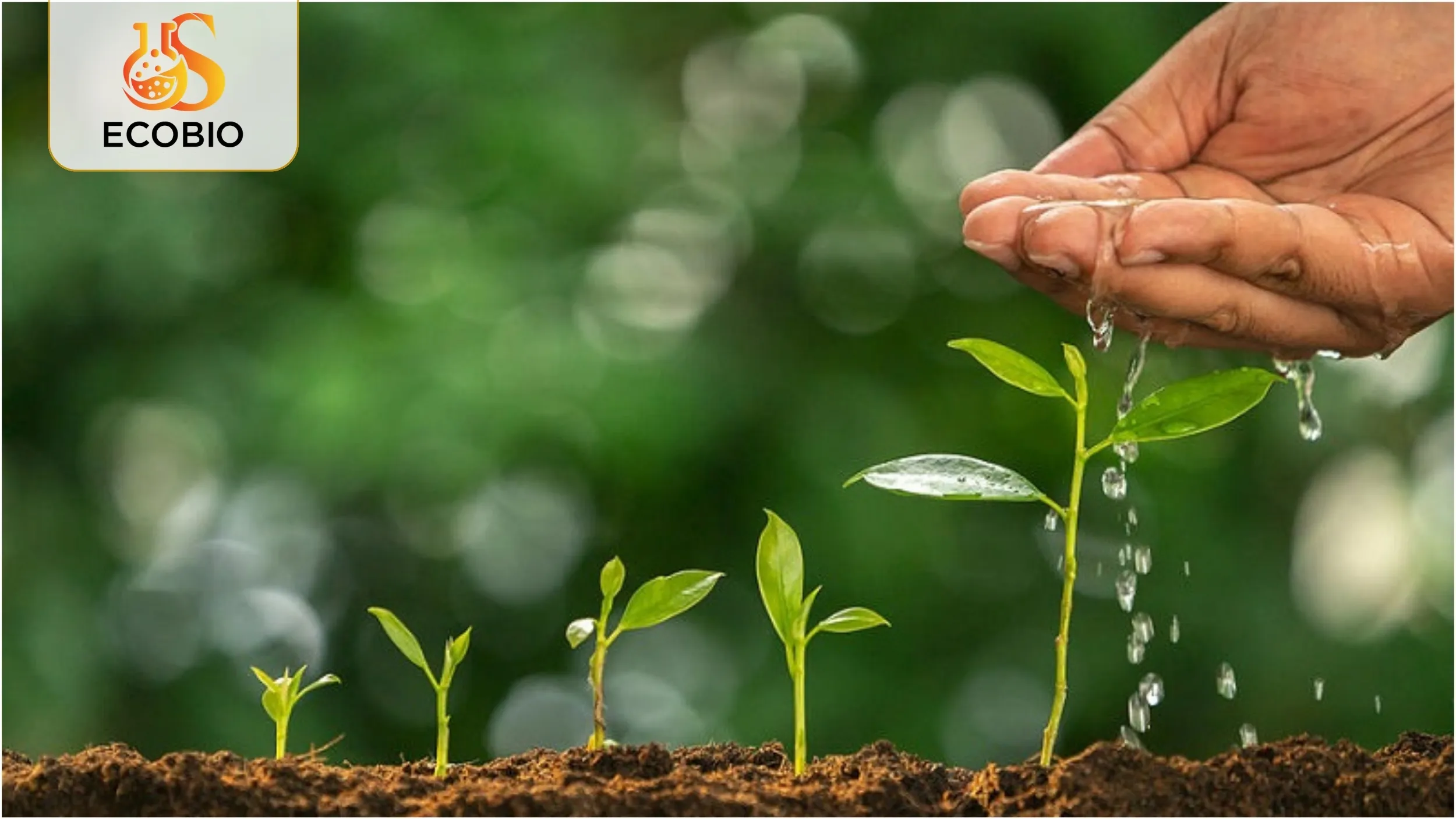 Phân bón lá hữu cơ vi sinh là gì?