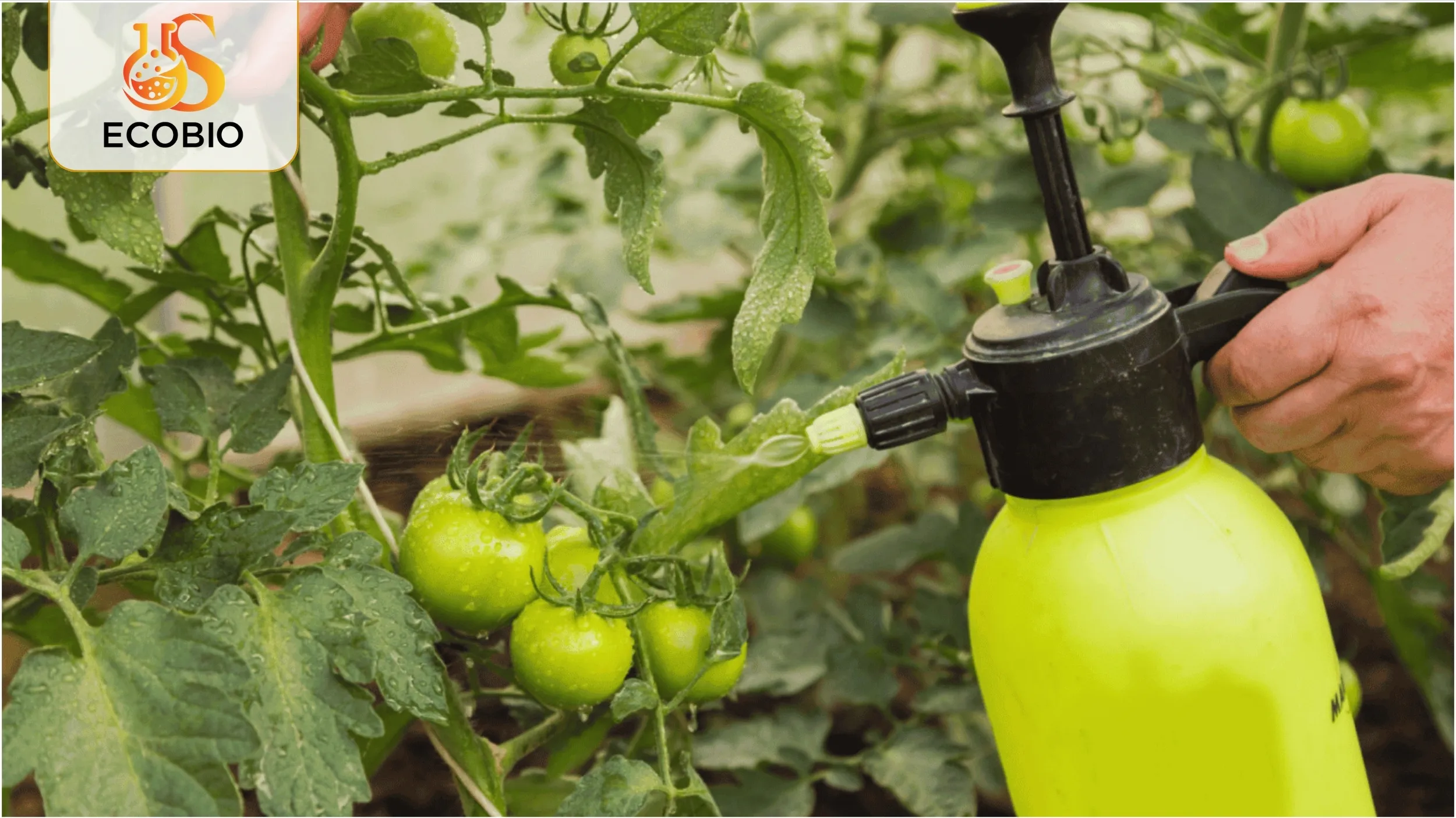 Cách sử dụng phân bón lá hữu cơ vi sinh hiệu quả