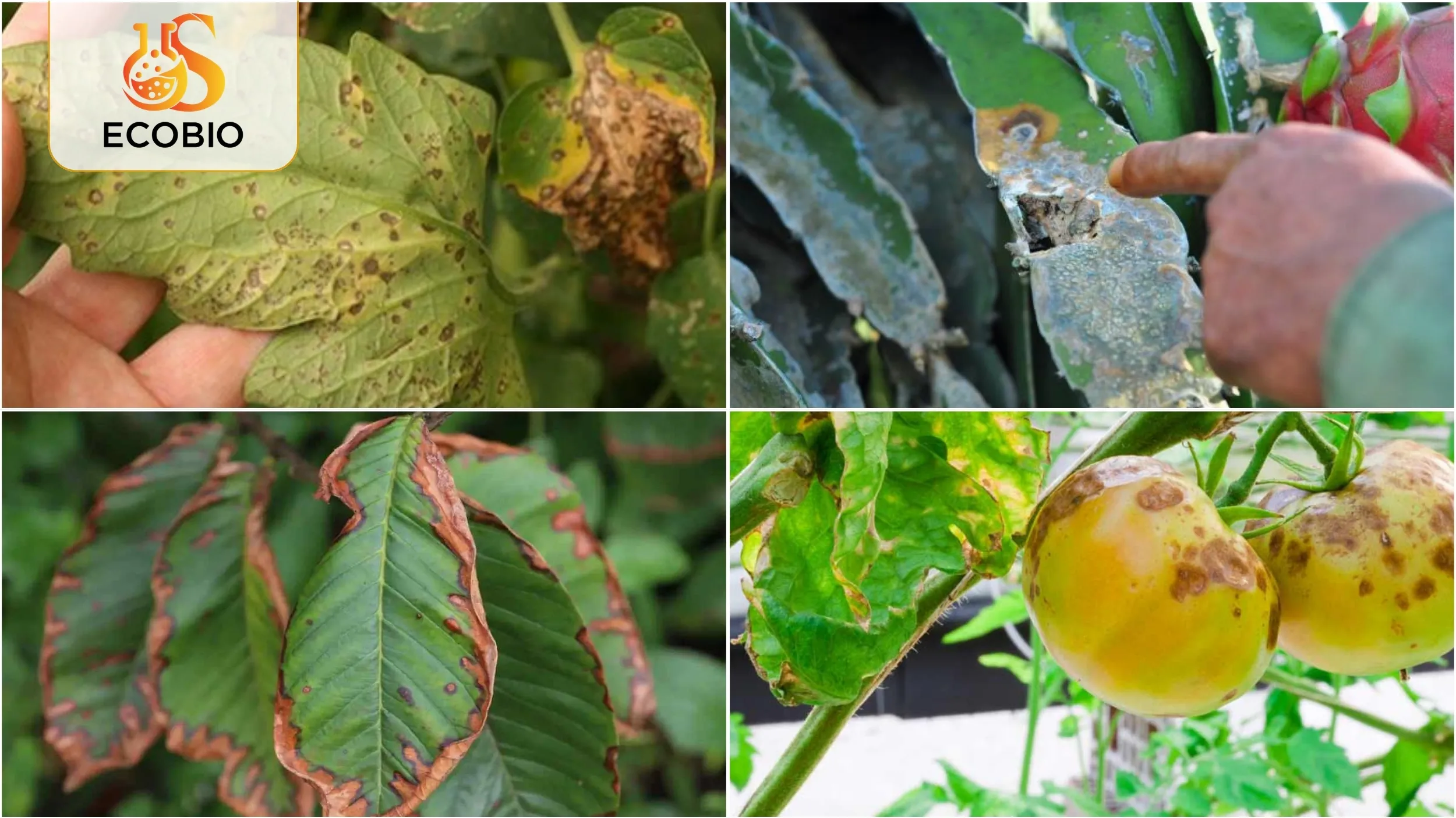 Thuốc trừ bệnh sinh học là gì?