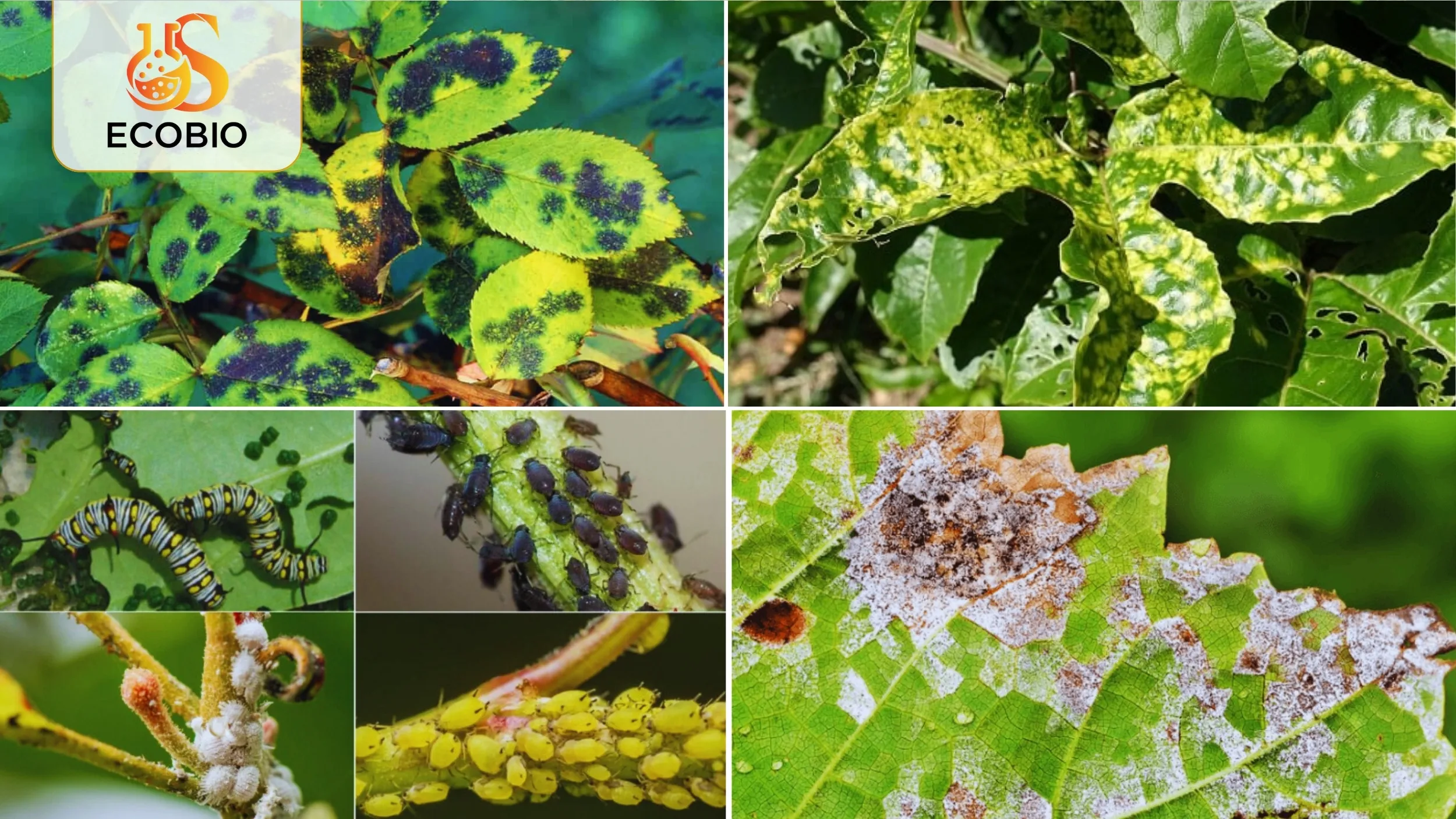 Thuốc trừ sâu sinh học là gì?