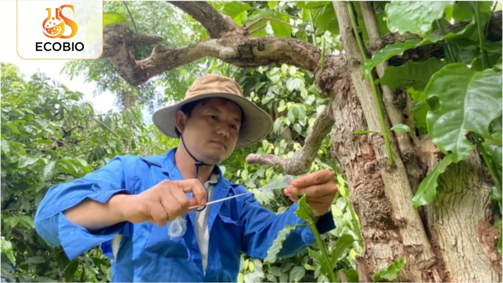 cach ghep cay ca phe hieu qua 1 8 11zon