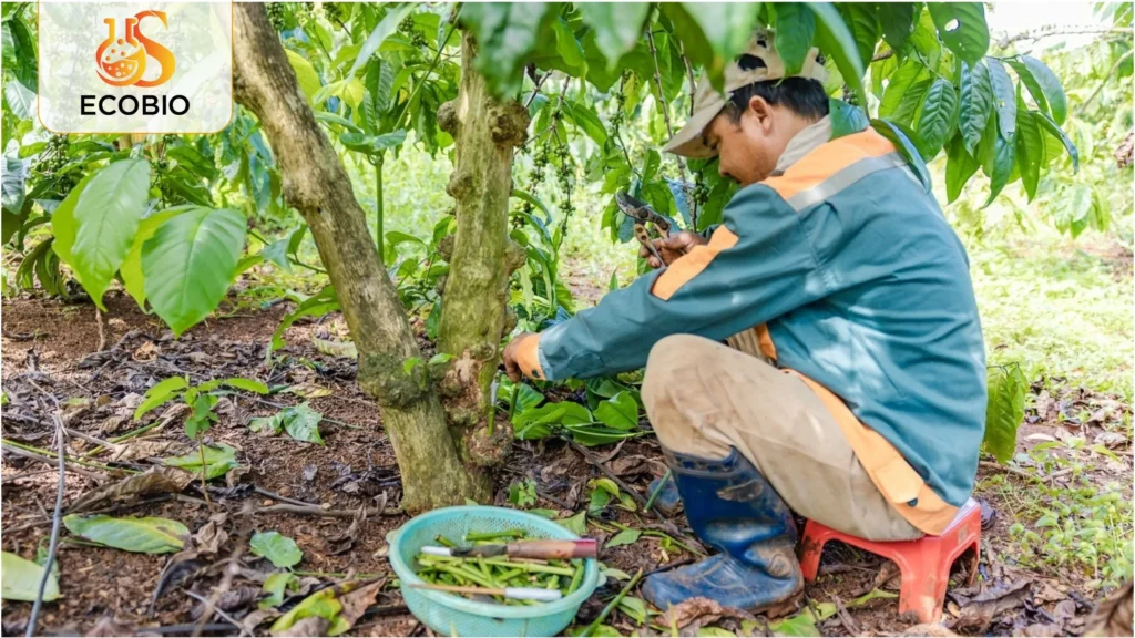 cach ghep cay ca phe hieu qua 2 1 11zon