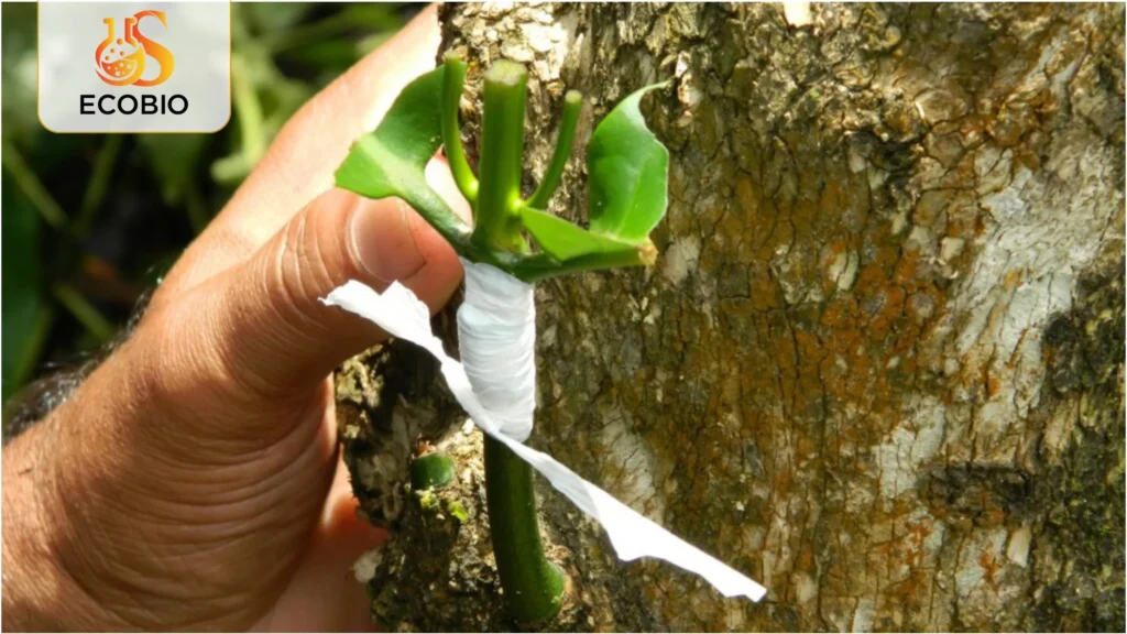 cach ghep cay ca phe hieu qua 3 2 11zon