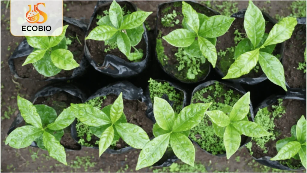 cach ghep cay ca phe hieu qua 4 3 11zon