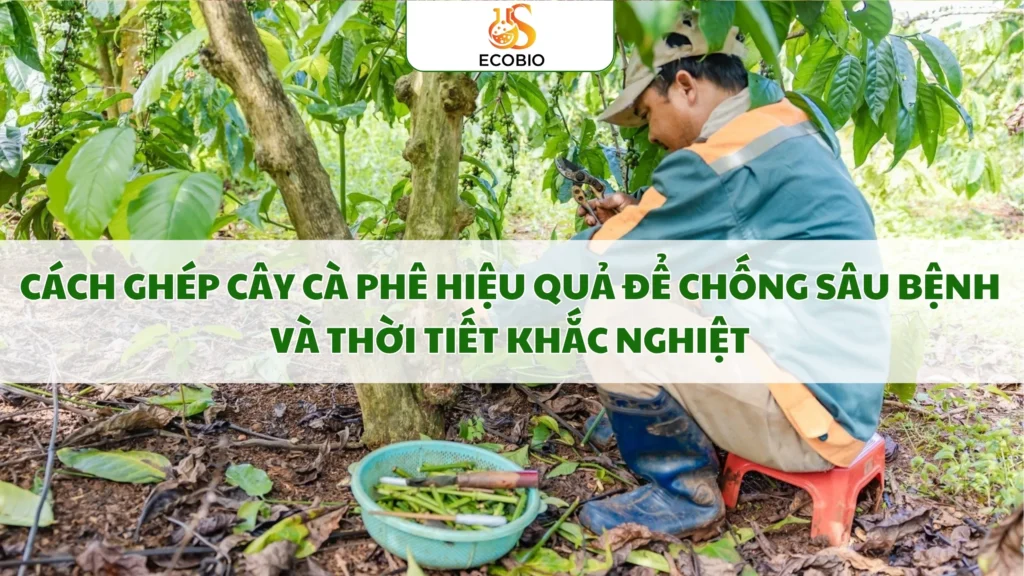 cach ghep cay ca phe hieu qua 5 11zon