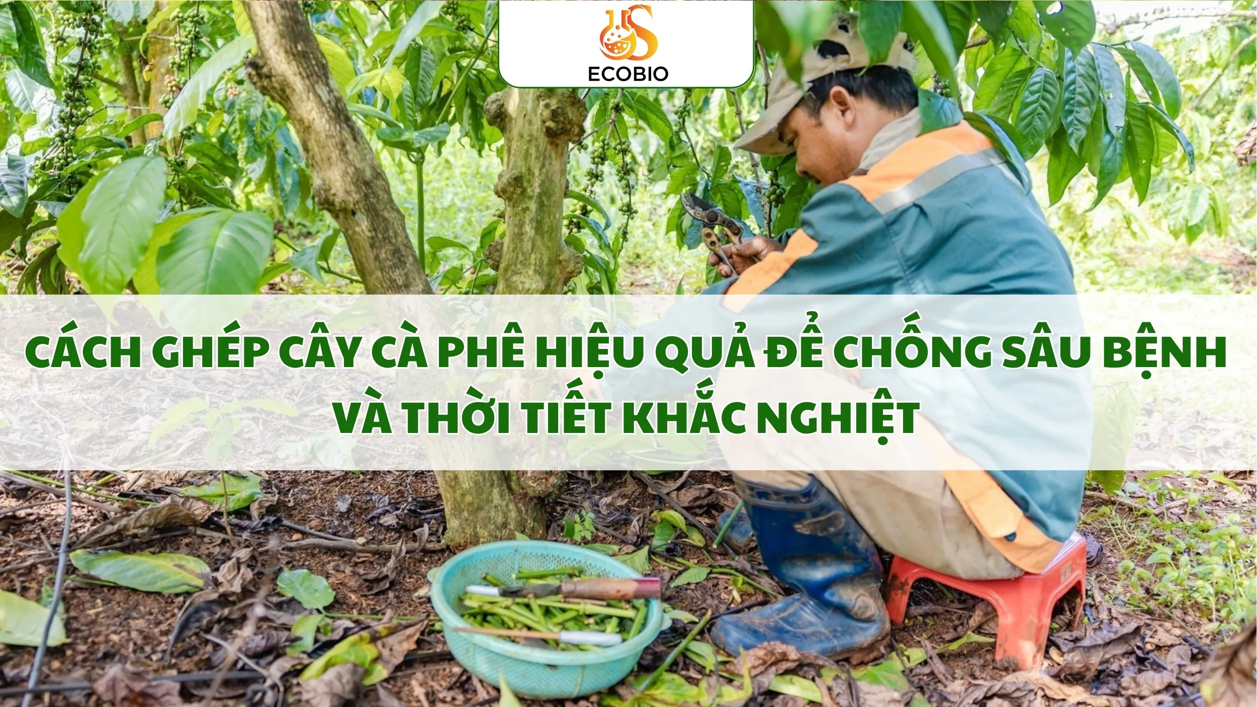 cach ghep cay ca phe hieu qua 5 11zon