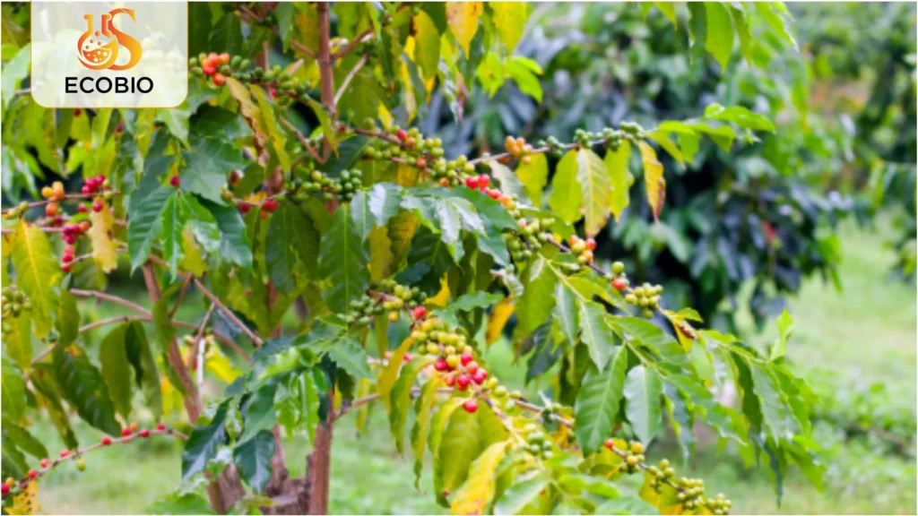 Bí Quyết Cách Phục Hồi Vườn Cà Phê Sau Hạn Để Cây Mau Xanh Tốt 2 cach phuc hoi vuon ca phe sau han 1 9 11zon