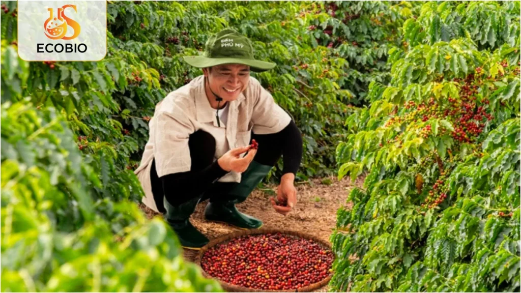 Bí Quyết Cách Phục Hồi Vườn Cà Phê Sau Hạn Để Cây Mau Xanh Tốt 4 cach phuc hoi vuon ca phe sau han 2 10 11zon