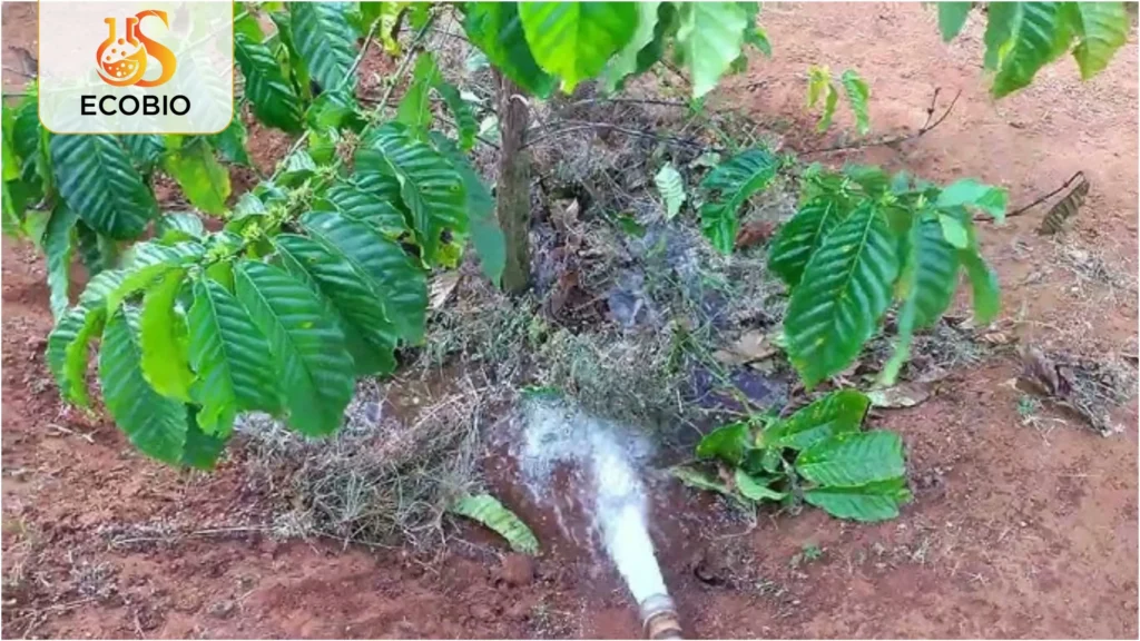 Bí Quyết Cách Phục Hồi Vườn Cà Phê Sau Hạn Để Cây Mau Xanh Tốt 3 cach phuc hoi vuon ca phe sau han 3 11 11zon