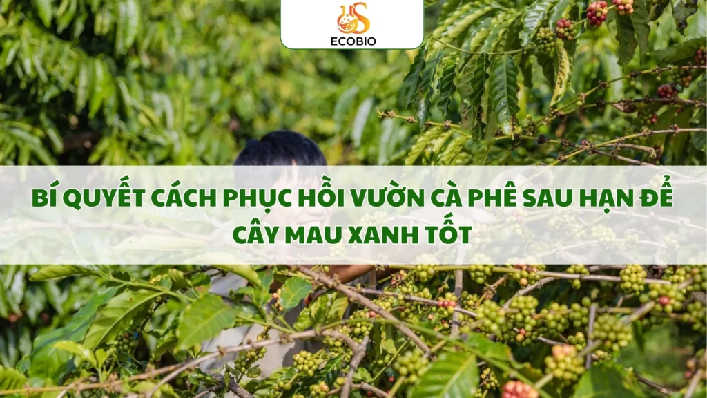 Bí Quyết Cách Phục Hồi Vườn Cà Phê Sau Hạn Để Cây Mau Xanh Tốt 1 cach phuc hoi vuon ca phe sau han 6 11zon