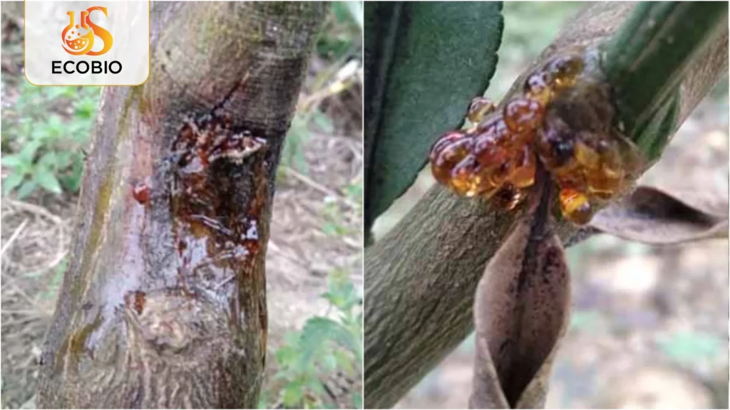 cach xu ly sau rieng bi nut than xi mu 1 22 11zon