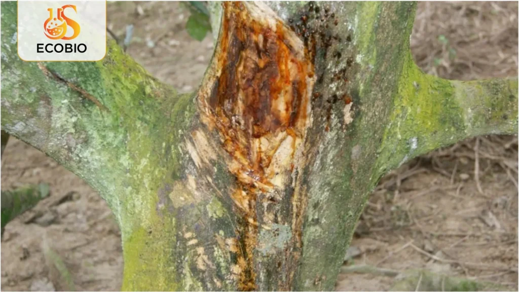 cach xu ly sau rieng bi nut than xi mu 2 23 11zon