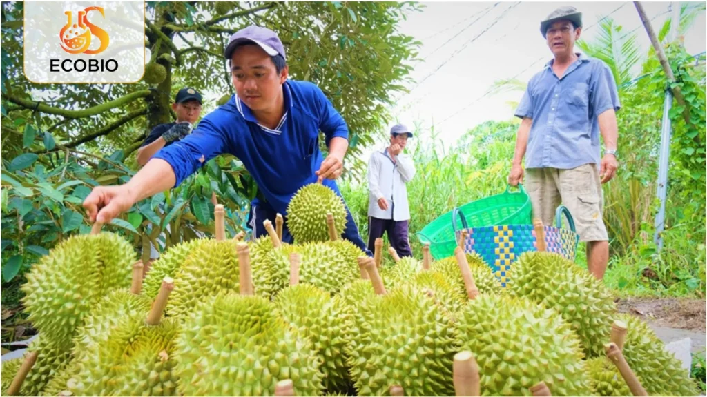 cach xu ly sau rieng bi nut than xi mu 3 24 11zon