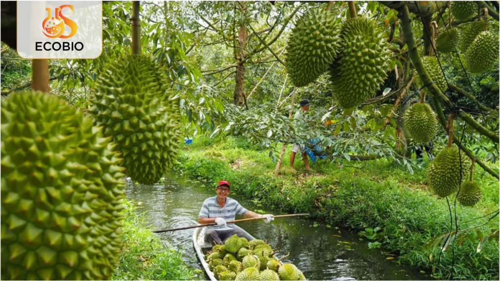 cach xu ly sau rieng bi nut than xi mu 4 13 11zon