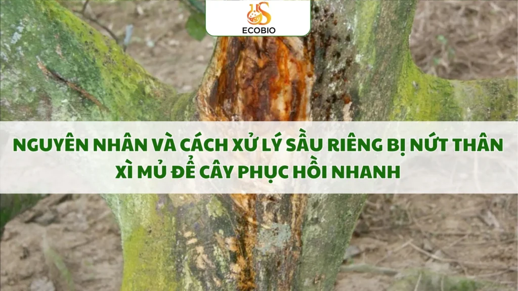 cach xu ly sau rieng bi nut than xi mu 7 11zon