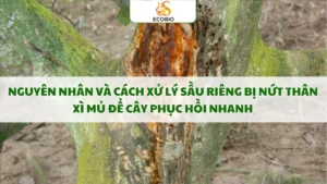 cach xu ly sau rieng bi nut than xi mu 7 11zon