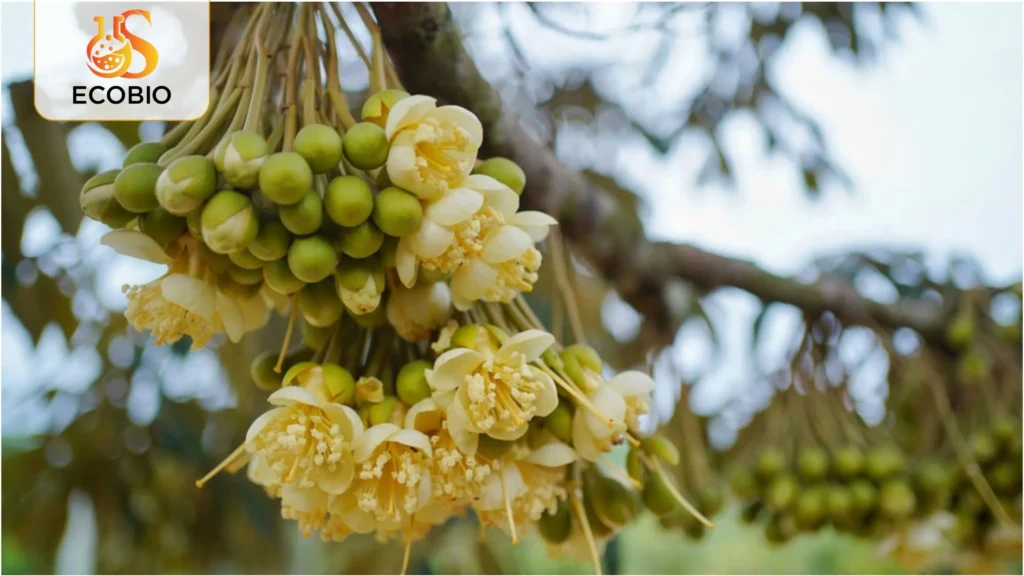 cach xu ly sau rieng ra hoa nghich vu 1 25 11zon