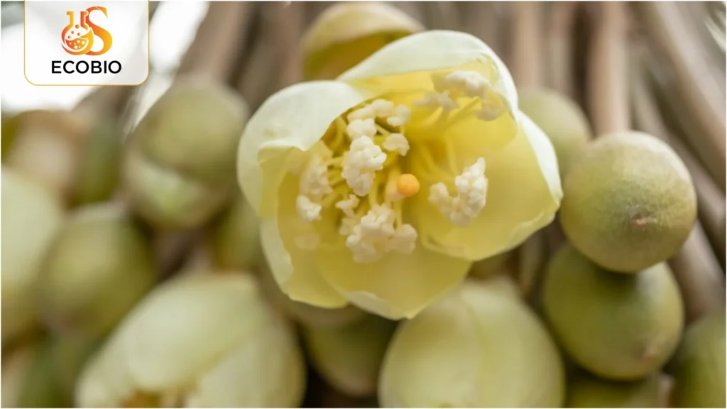 cach xu ly sau rieng ra hoa nghich vu 2 26 11zon