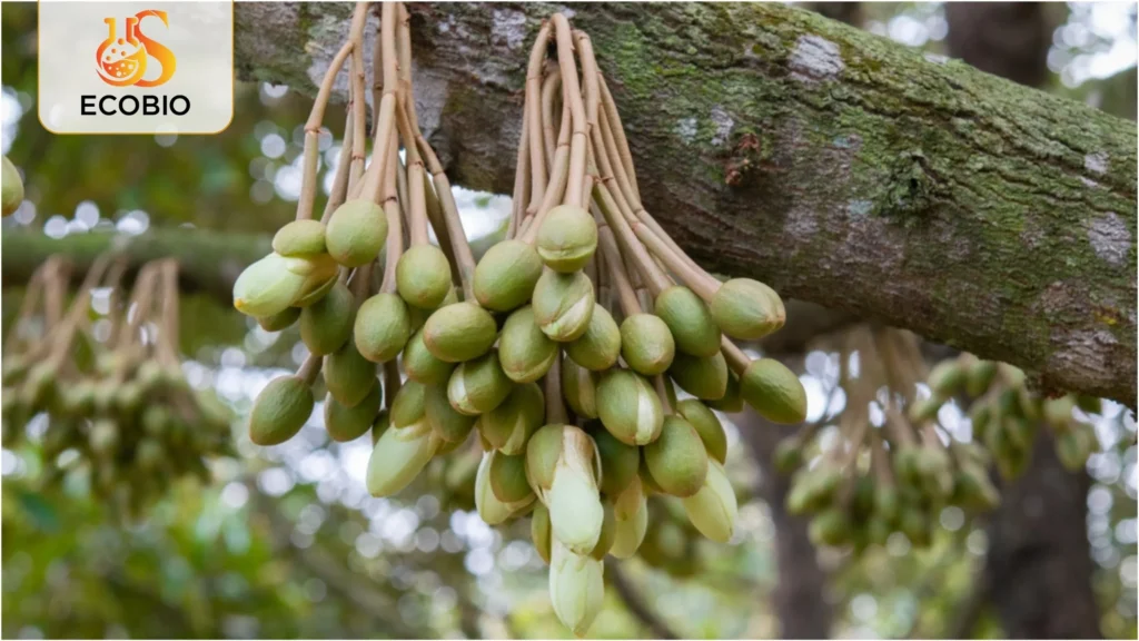 cach xu ly sau rieng ra hoa nghich vu 3 27 11zon