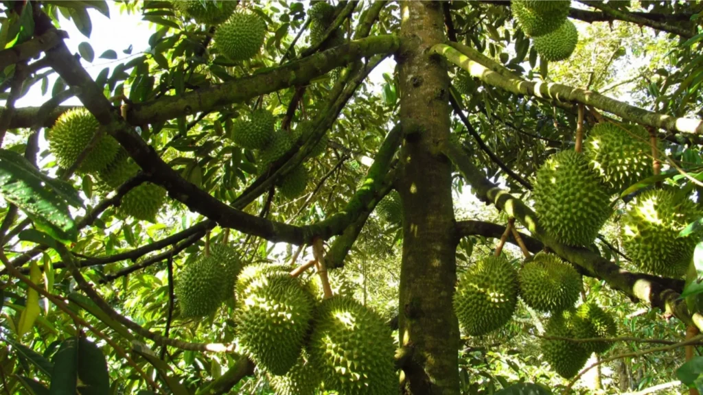 cach xu ly sau rieng ra hoa nghich vu 4 28 11zon