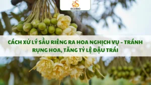 cach xu ly sau rieng ra hoa nghich vu 8 11zon