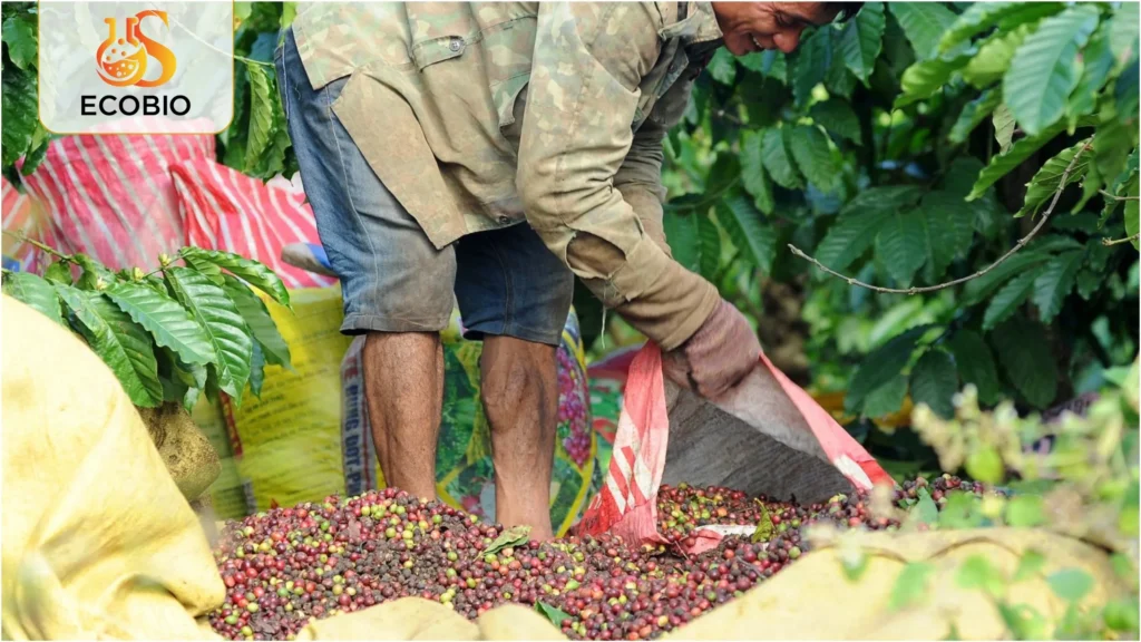 ky thuat bon phan cho ca phe 3 16 11zon