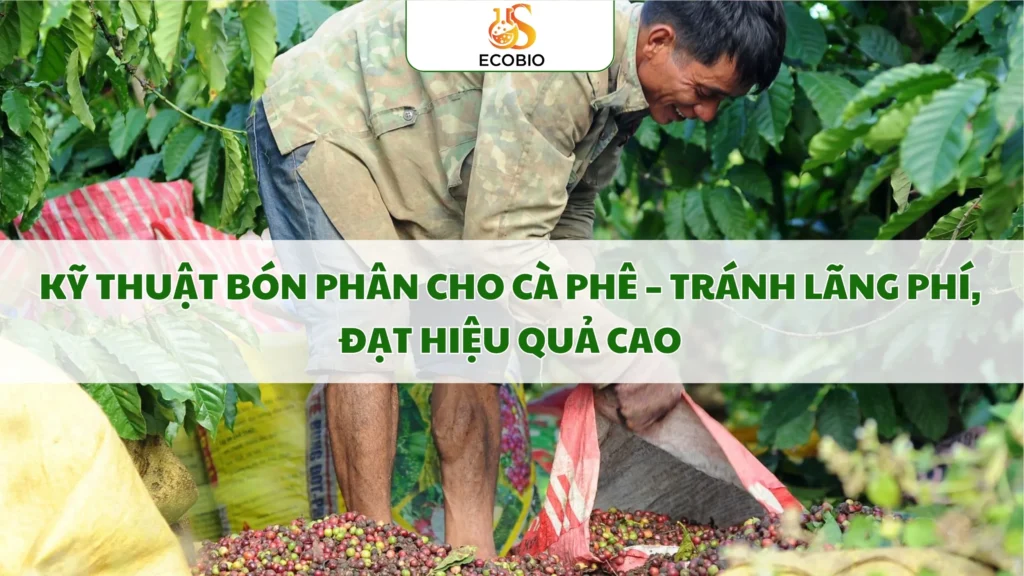 ky thuat bon phan cho ca phe 9 11zon