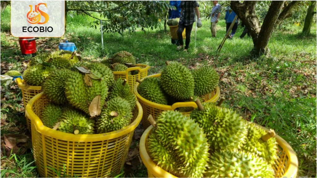 ky thuat bon phan cho sau rieng ra trai 1 29 11zon