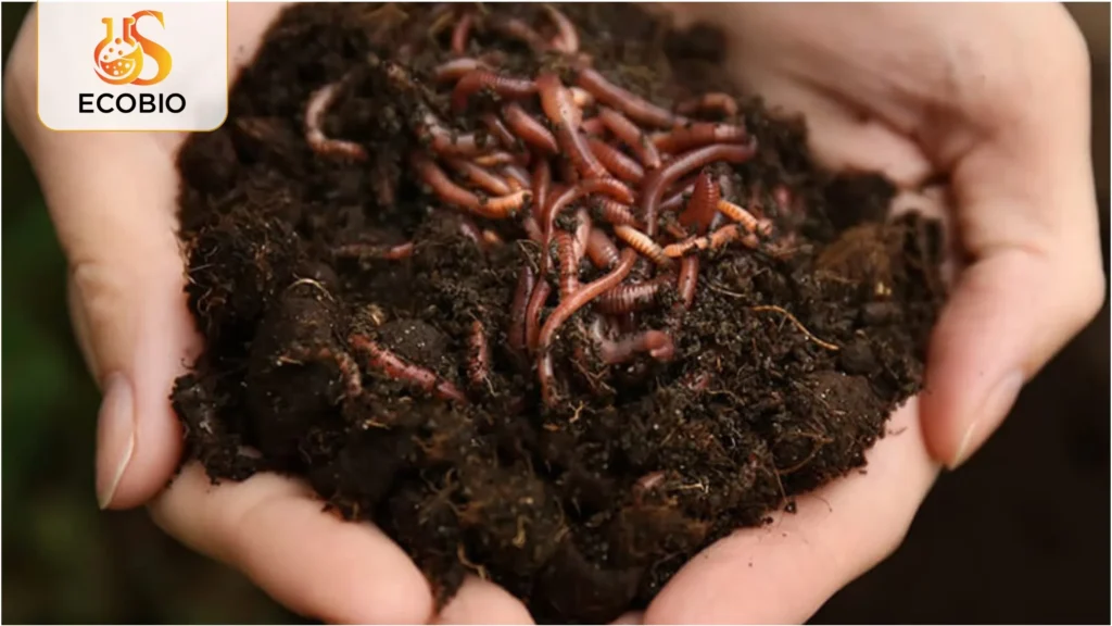 ky thuat bon phan cho sau rieng ra trai 2 30 11zon