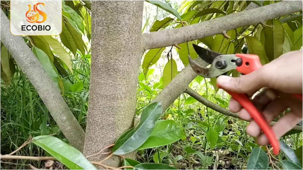 ky thuat bon phan cho sau rieng ra trai 3 31 11zon