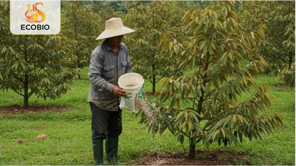 ky thuat bon phan cho sau rieng ra trai 4 32 11zon