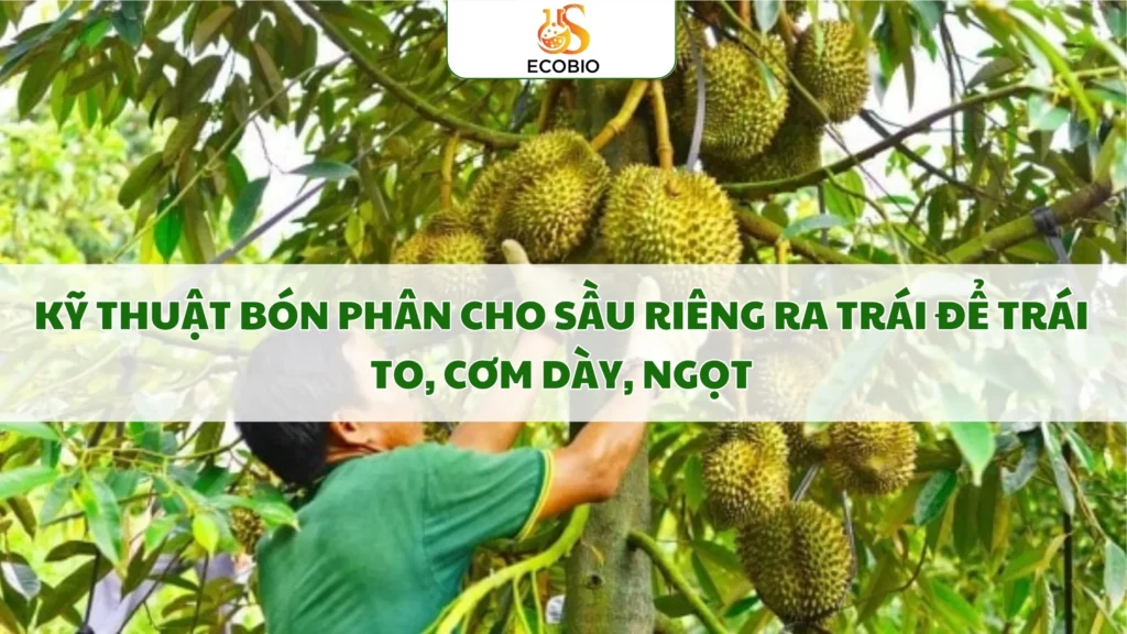 ky thuat bon phan cho sau rieng ra trai 10 11zon