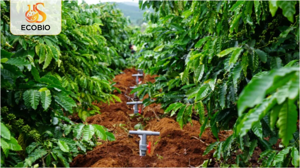 ky thuat cham soc ca phe mua kho han 1 18 11zon 1