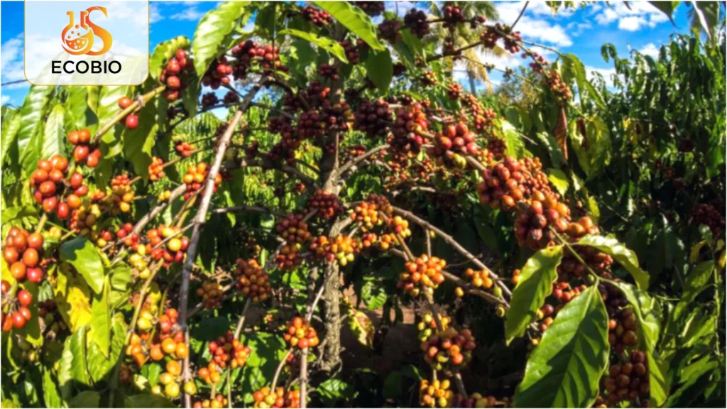 ky thuat cham soc ca phe mua kho han 2 19 11zon 1