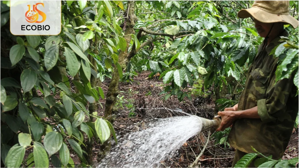 ky thuat cham soc ca phe mua kho han 3 20 11zon 1