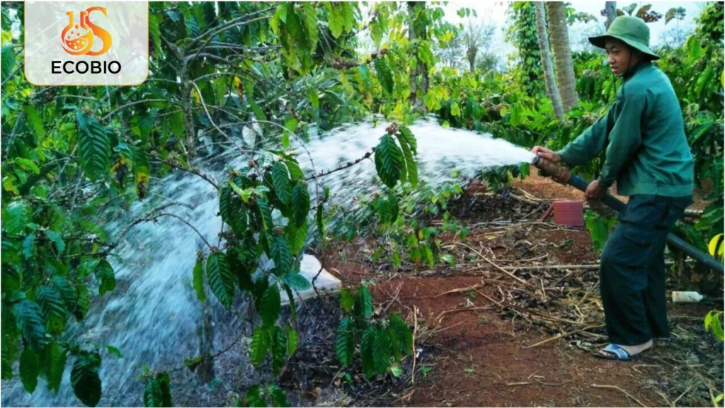 ky thuat cham soc ca phe mua kho han 4 21 11zon 1