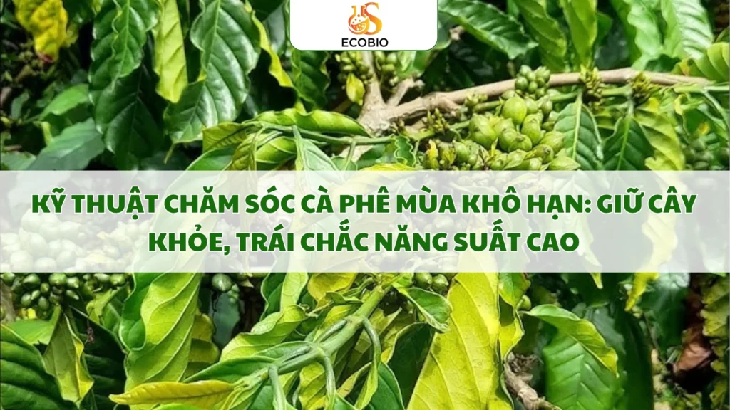 ky thuat cham soc ca phe mua kho han 11 11zon 1