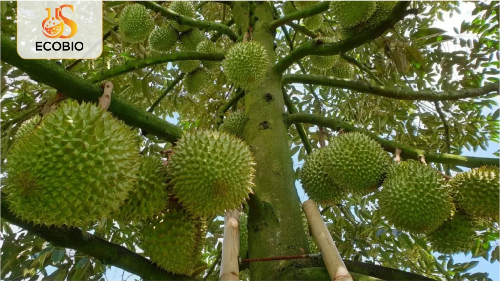 ky thuat cham soc sau rieng mua mua 3 35 11zon