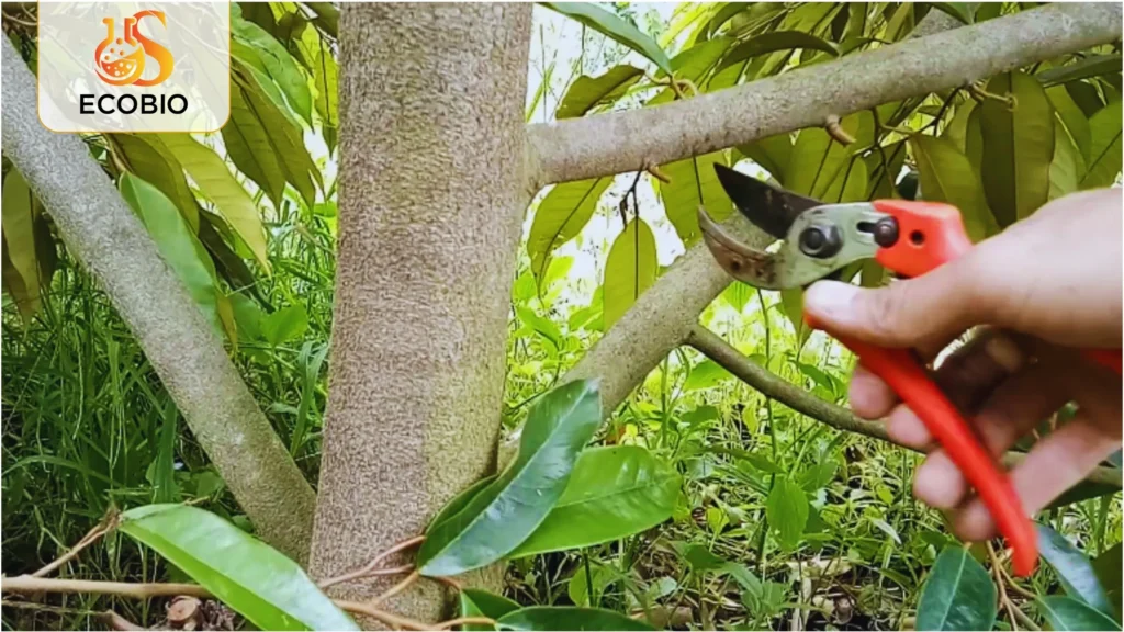 ky thuat cham soc sau rieng mua mua 4 36 11zon