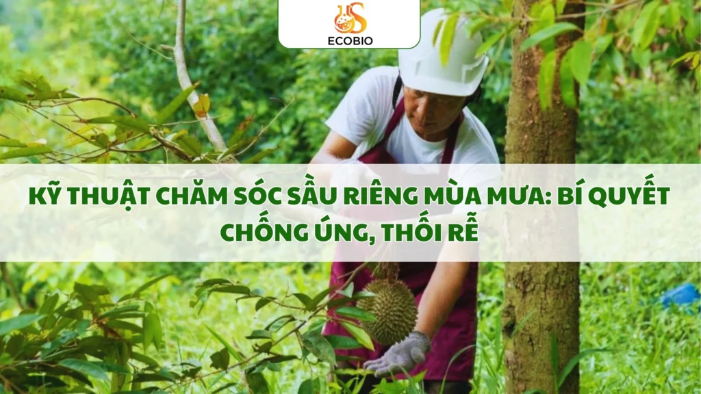 ky thuat cham soc sau rieng mua mua 12 11zon