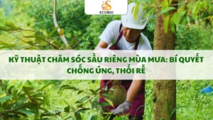 ky thuat cham soc sau rieng mua mua 12 11zon